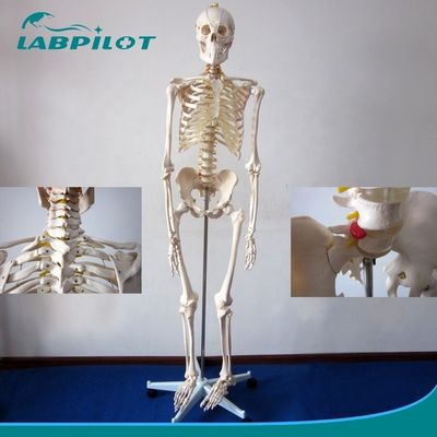 Modèle de squelette articulaire flexible de 180 cm pour la démonstration anatomique en science médicale