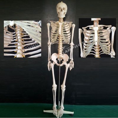 Structures squelettiques flexibles pour la taille de la vie humaine