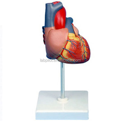 Modèle 3D de cœur adulte de taille humaine pour l'éducation en anatomie et en physiologie