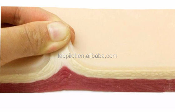 Taille de vie humaine Pratique de suture chirurgicale Simulation de la peau Kit d'enseignement de coupe par incision