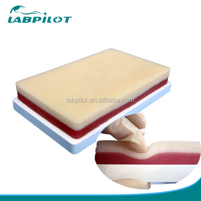 Modèle de pratique de suture musculaire et cutanée chirurgicale avancée pour l'enseignement des compétences cliniques