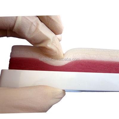 Modèle de pratique de suture musculaire et cutanée chirurgicale avancée pour l'enseignement des compétences cliniques