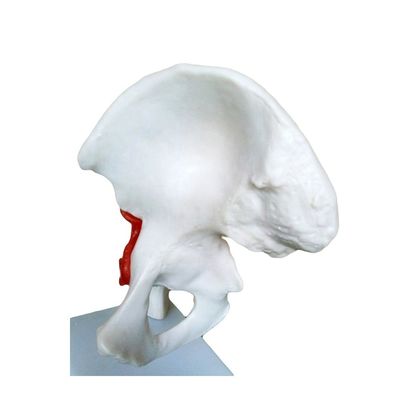 Structures détaillées de l'anatomie Enseignement médical Modèle de l'articulation de la hanche avec ligament artificiel Os humain