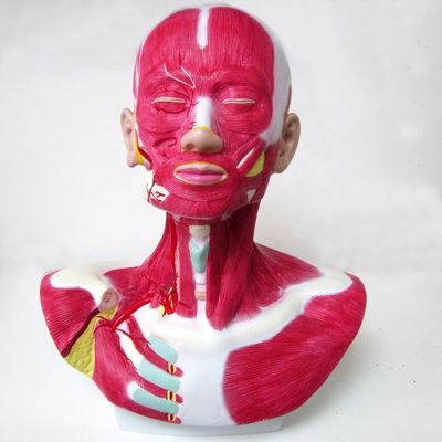 Taille de vie humaine Tête Visage Cou Anatomie et modèle de distribution de l'artère carotide externe