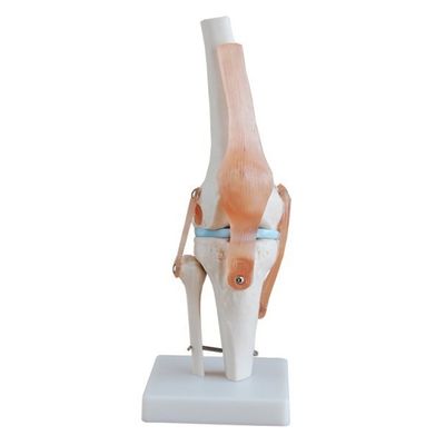 Modèle professionnel de l' articulation du genou en PVC avancé pour l' éducation anatomique