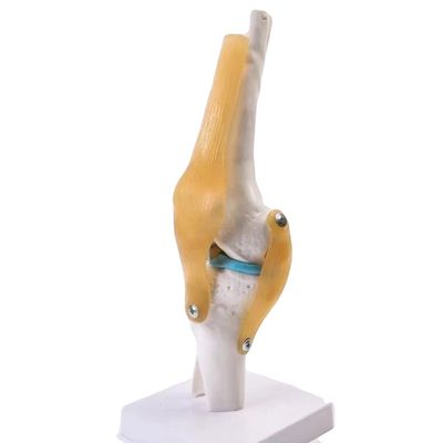 Modèle professionnel de l' articulation du genou en PVC avancé pour l' éducation anatomique