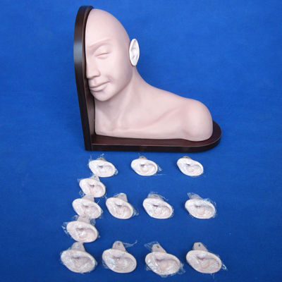 Éducation médicale Modèle d'examen de l'oreille Simulation humaine réaliste avec un ensemble de 14 pièces