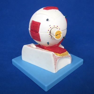 Modèle de globe oculaire éducatif Structure anatomique de l'œil agrandie pour les hôpitaux et les établissements scolaires