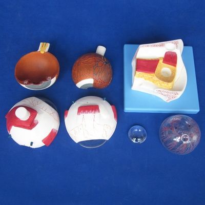 Modèle de globe oculaire éducatif Structure anatomique de l'œil agrandie pour les hôpitaux et les établissements scolaires