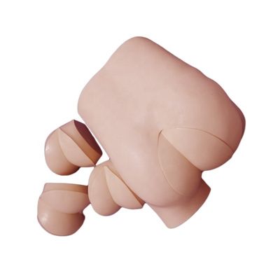 Modèle de compétences cliniques pour l'examen du toucher rectal