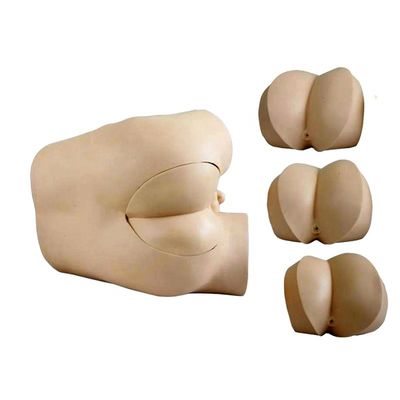 Modèle de formation aux compétences en examen du rectum avec construction et composants avancés en PVC