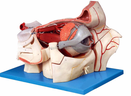 Modèles ophtalmologiques Modèles anatomiques globes oculaires et orbite avec modèle oculaire de 9 parties de luxe