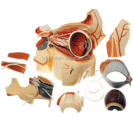 Modèles ophtalmologiques Modèles anatomiques globes oculaires et orbite avec modèle oculaire de 9 parties de luxe