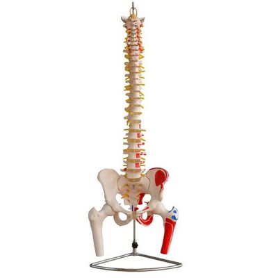 Modèle de la colonne vertébrale de taille humaine avec pelvis et muscles Modèle musculo-squelettique en PVC avancé