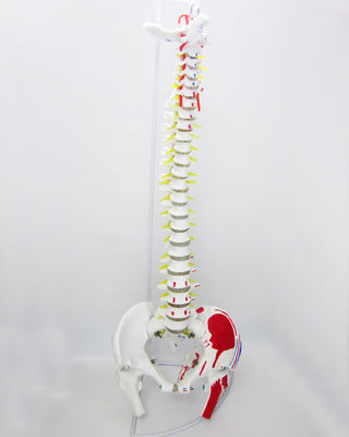 Modèle de la colonne vertébrale de taille humaine avec pelvis et muscles Modèle musculo-squelettique en PVC avancé