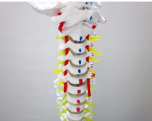 Modèle de la colonne vertébrale de taille humaine avec pelvis et muscles Modèle musculo-squelettique en PVC avancé