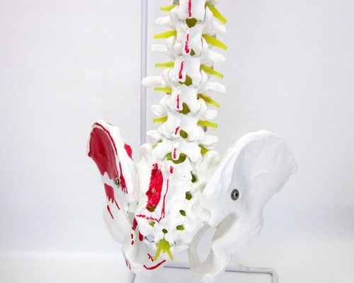 Modèle de la colonne vertébrale de taille humaine avec pelvis et muscles Modèle musculo-squelettique en PVC avancé