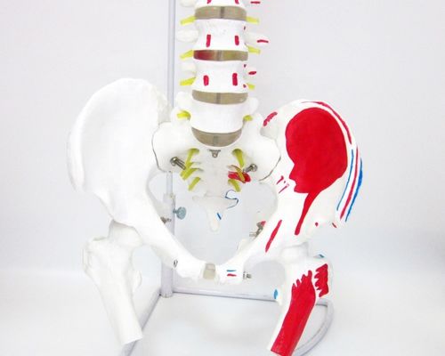 Modèle de la colonne vertébrale de taille humaine avec pelvis et muscles Modèle musculo-squelettique en PVC avancé