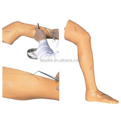Modèle de formation en chirurgie médicale Modèle de jambe vive pour la démonstration d'instruments chirurgicaux