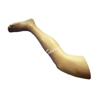 Modèle de formation en chirurgie médicale Modèle de jambe vive pour la démonstration d'instruments chirurgicaux
