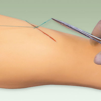 Modèle de formation en chirurgie médicale Modèle de jambe vive pour la démonstration d'instruments chirurgicaux