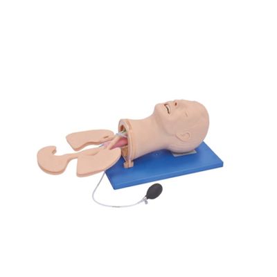 Modèle électronique de formation en gestion des voies respiratoires polyvalente pour les besoins de taille humaine
