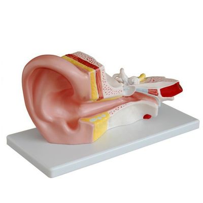 Modèle d'oreille moyenne pour l'otologie Modèles anatomiques Représentation détaillée de l'anatomie humaine