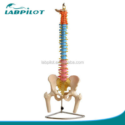 Modèle de colonne vertébrale de couleur avec pelvien cervical lombaire et thoracique vertébrale Hôpitaux 'doit avoir