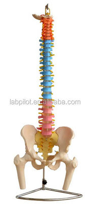 Modèle de colonne vertébrale de couleur avec pelvien cervical lombaire et thoracique vertébrale Hôpitaux 'doit avoir