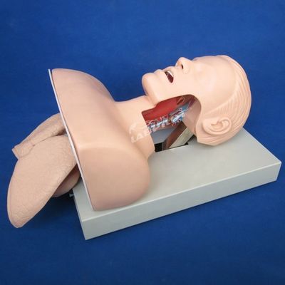 Pratique d'intubation de la trachée Taille de vie humaine Modèle de formation à l'intubation orale et nasale