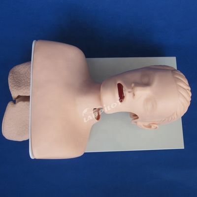 Pratique d'intubation de la trachée Taille de vie humaine Modèle de formation à l'intubation orale et nasale