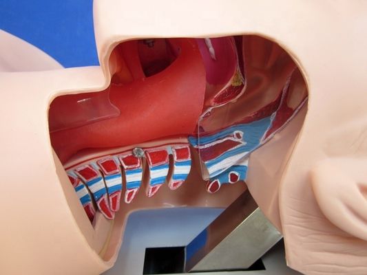 Pratique d'intubation de la trachée Taille de vie humaine Modèle de formation à l'intubation orale et nasale