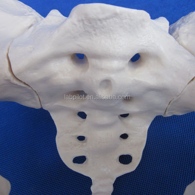 Modèle avancé d'os de la hanche en PVC vif pour l'enseignement du modèle du bassin féminin dans les cliniques
