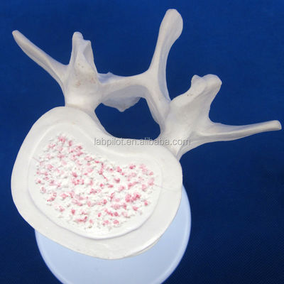 Modèles de vertèbres vivantes pour les sciences médicales Atlas axe cervical thoracique et lombaire
