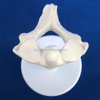 Modèles de vertèbres vivantes pour les sciences médicales Atlas axe cervical thoracique et lombaire