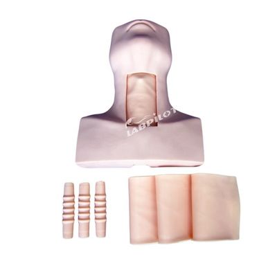 Anatomie du mannequin Enseignement de la trachéostomie Modèle de démonstration pour le sujet de science médicale