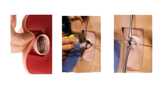 Anatomie du mannequin Enseignement de la trachéostomie Modèle de démonstration pour le sujet de science médicale