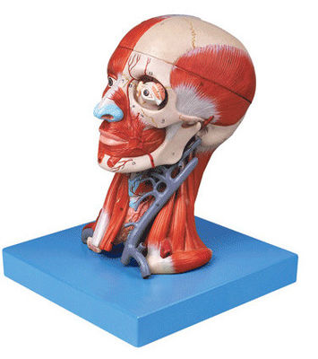 Démonstration anatomique Tête humaine avec muscles et cerveau Modèle anatomique du torse