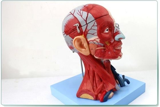 Démonstration anatomique Tête humaine avec muscles et cerveau Modèle anatomique du torse