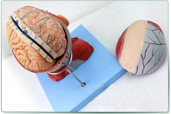 Démonstration anatomique Tête humaine avec muscles et cerveau Modèle anatomique du torse