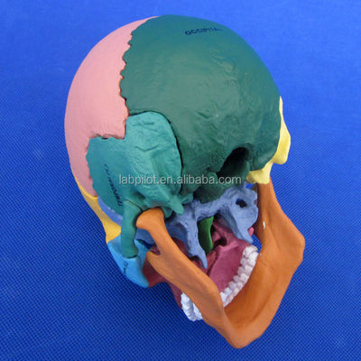 Assemblage de modèle de crâne en PVC de couleur avancée pour démonstration anatomique