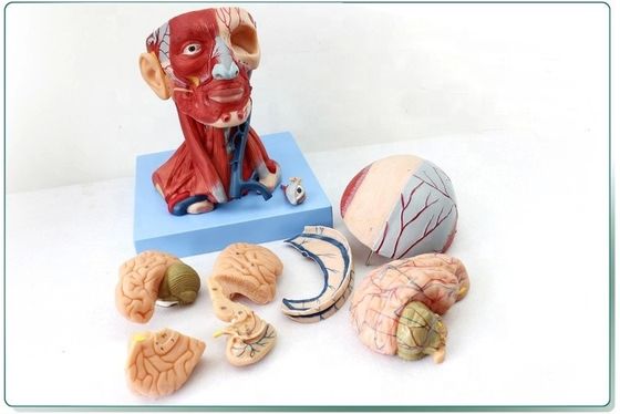 Démonstration anatomique Tête humaine avec muscles et cerveau Modèle anatomique du torse