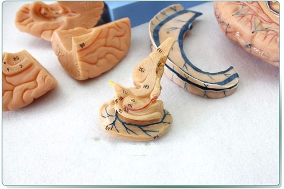 Démonstration anatomique Tête humaine avec muscles et cerveau Modèle anatomique du torse