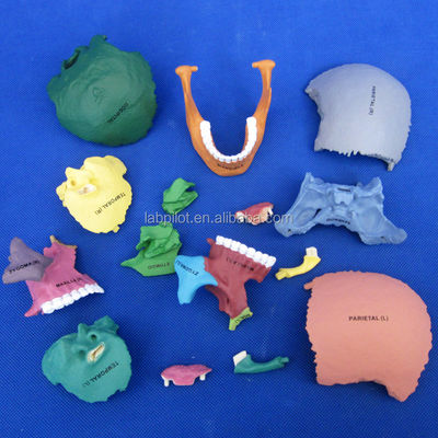 Assemblage de modèle de crâne en PVC de couleur avancée pour démonstration anatomique