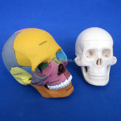 Assemblage de modèle de crâne en PVC de couleur avancée pour démonstration anatomique