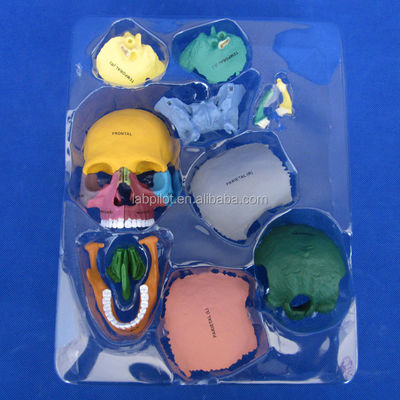 Assemblage de modèle de crâne en PVC de couleur avancée pour démonstration anatomique