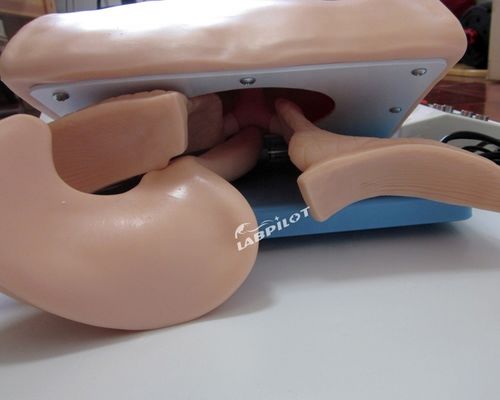 Entraînement à l'intubation endotrachéale mannequin Modèle de taille humaine pour airbag de réanimation
