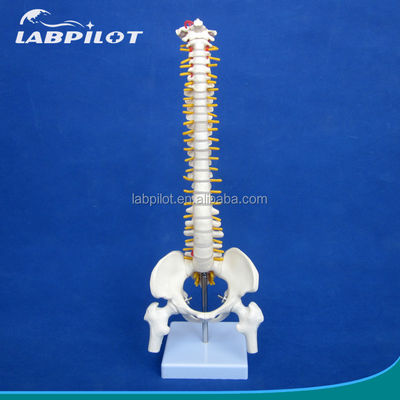 Modèle de petite colonne vertébrale avec la colonne vertébrale, le bassin et le fémur, 45 cm de tête, squelette humain