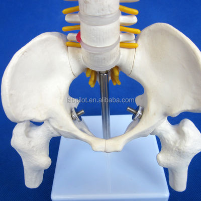 Modèle de petite colonne vertébrale avec la colonne vertébrale, le bassin et le fémur, 45 cm de tête, squelette humain