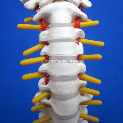 Modèle de petite colonne vertébrale avec la colonne vertébrale, le bassin et le fémur, 45 cm de tête, squelette humain